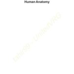 خرید و دانلود نسخه کامل کتاب Essentials of Human Anatomy