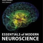 خرید و دانلود نسخه کامل کتاب Essentials of Modern Neuroscience (LANGE)
