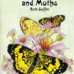 خرید و دانلود نسخه کامل کتاب Exotic Butterflies and Moths (Dover Pictorial Archives)