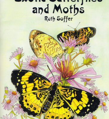 خرید و دانلود نسخه کامل کتاب Exotic Butterflies and Moths (Dover Pictorial Archives)