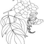 خرید و دانلود نسخه کامل کتاب Favorite Flowers