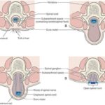 خرید و دانلود نسخه کامل کتاب Fundamental Anatomy