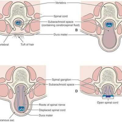 خرید و دانلود نسخه کامل کتاب Fundamental Anatomy