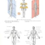 خرید و دانلود نسخه کامل کتاب Human Anatomy For The Artist