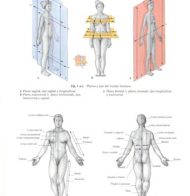 خرید و دانلود نسخه کامل کتاب Human Anatomy For The Artist