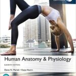 خرید و دانلود نسخه کامل کتاب Human Anatomy & Physiology, Global Edition 11th ed