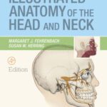 خرید و دانلود نسخه کامل کتاب Illustrated Anatomy of the Head and Neck