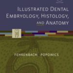 خرید و دانلود نسخه کامل کتاب Illustrated Dental Embryology, Histology, and Anatomy, 4e