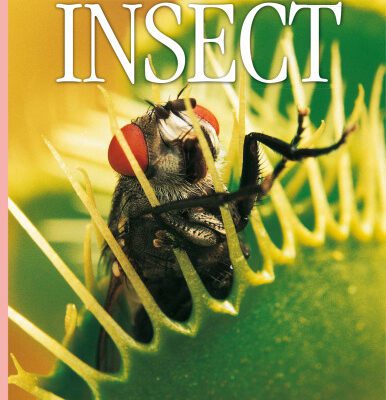 خرید و دانلود نسخه کامل کتاب Insect (DK Eyewitness Books)
