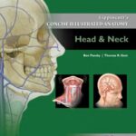 خرید و دانلود نسخه کامل کتاب Lippincott’s Concise Illustrated Anatomy. Head & Neck