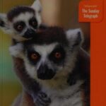 خرید و دانلود نسخه کامل کتاب Madagascar: The Bradt Travel Guide