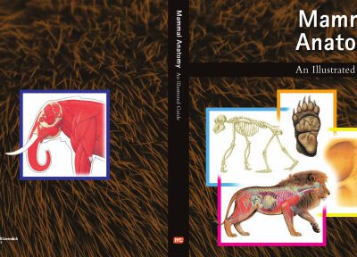 خرید و دانلود نسخه کامل کتاب Mammal Anatomy: An Illustrated Guide