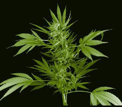 خرید و دانلود نسخه کامل کتاب Marijuana and the Cannabinoids