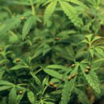 خرید و دانلود نسخه کامل کتاب Marijuana