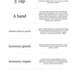 خرید و دانلود نسخه کامل کتاب MCAT Biology Anatomy Flashcards