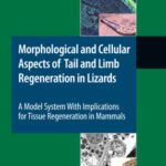 خرید و دانلود نسخه کامل کتاب Morphological and Cellular Aspects of Tail and Limb Regeneration in Lizards: A Model System With Implications for Tissue Regeneration in Mammals