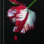خرید و دانلود نسخه کامل کتاب New Moon (Twilight) by Stephenie Meyer