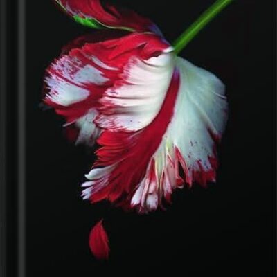 خرید و دانلود نسخه کامل کتاب New Moon (Twilight) by Stephenie Meyer