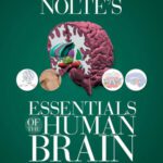 خرید و دانلود نسخه کامل کتاب Nolte’s Essentials of the Human Brain