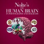 خرید و دانلود نسخه کامل کتاب Nolte’s The Human Brain in Photographs and Diagrams