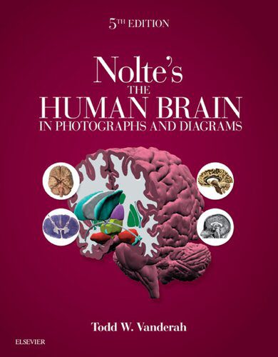 خرید و دانلود نسخه کامل کتاب Nolte’s The Human Brain in Photographs and Diagrams_68b91abde5d8a.jpeg خرید و دانلود نسخه کامل کتاب Nolte’s The Human Brain in Photographs and Diagrams