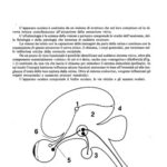 خرید و دانلود نسخه کامل کتاب Oftalmologia