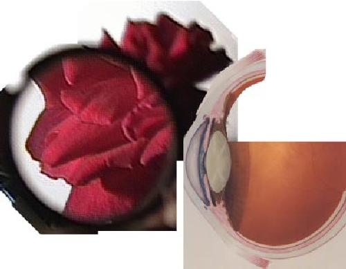 خرید و دانلود نسخه کامل کتاب Optics_68be85da86287.jpeg خرید و دانلود نسخه کامل کتاب Optics
