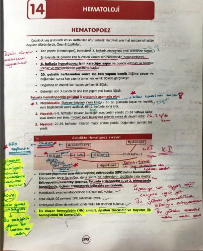 خرید و دانلود نسخه کامل کتاب Pediatrik Hematoloji Notu_68b64fd574a9c.jpeg خرید و دانلود نسخه کامل کتاب Pediatrik Hematoloji Notu