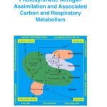 خرید و دانلود نسخه کامل کتاب Photosynthetic Nitrogen Assimilation and Associated Carbon and Respiratory Metabolism