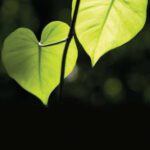 خرید و دانلود نسخه کامل کتاب Power, Resistance and Liberation in Therapy with Survivors of Trauma: To Have Our Hearts Broken