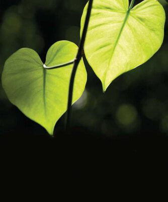خرید و دانلود نسخه کامل کتاب Power, Resistance and Liberation in Therapy with Survivors of Trauma: To Have Our Hearts Broken