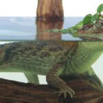 خرید و دانلود نسخه کامل کتاب Reptiles (Look Closer)