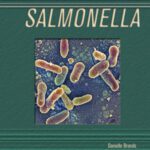 خرید و دانلود نسخه کامل کتاب Salmonella (Deadly Diseases and Epidemics)