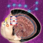 خرید و دانلود نسخه کامل کتاب Sealing of the Five Senses