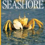 خرید و دانلود نسخه کامل کتاب Seashore (DK Eyewitness Books)