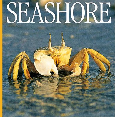خرید و دانلود نسخه کامل کتاب Seashore (DK Eyewitness Books)