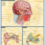 خرید و دانلود نسخه کامل کتاب Senses Laminated Reference Guide (Quickstudy: Academic)