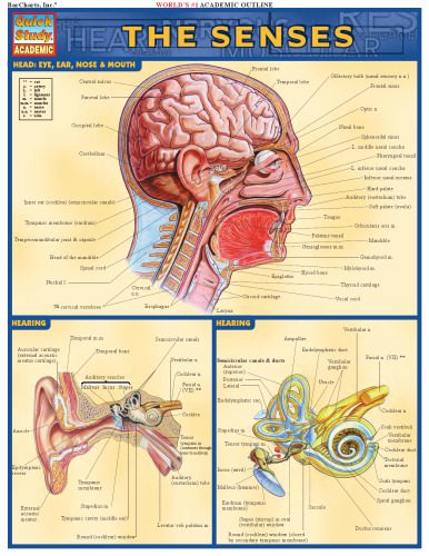 خرید و دانلود نسخه کامل کتاب Senses Laminated Reference Guide (Quickstudy: Academic)_68cbd8ab02417.jpeg خرید و دانلود نسخه کامل کتاب Senses Laminated Reference Guide (Quickstudy: Academic)