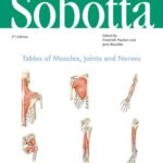 خرید و دانلود نسخه کامل کتاب Sobotta Tables of Muscles, Joints and Nerves, English/Latin: Tables to 16th ed. of the Sobotta Atlas