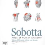 خرید و دانلود نسخه کامل کتاب Sobotta – Tables of Muscles, Joints and Nerves