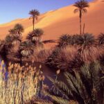 خرید و دانلود نسخه کامل کتاب sustainable landscape design in arid climates