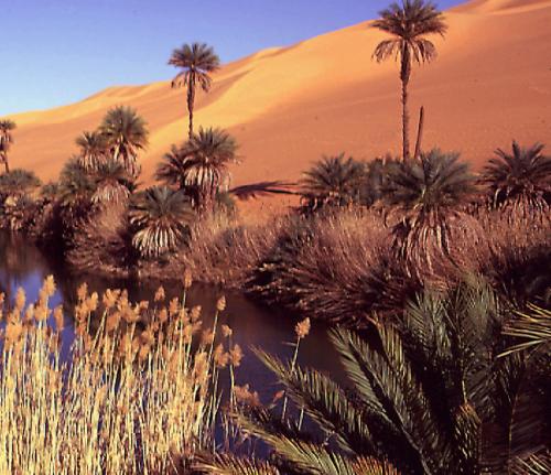خرید و دانلود نسخه کامل کتاب sustainable landscape design in arid climates_68c13b6dc89e5.jpeg خرید و دانلود نسخه کامل کتاب sustainable landscape design in arid climates