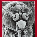 خرید و دانلود نسخه کامل کتاب Taxonomists’ Glossary of Mosquito Anatomy