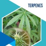 خرید و دانلود نسخه کامل کتاب Terpenes