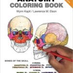 خرید و دانلود نسخه کامل کتاب The Anatomy Coloring Book (4th Edition) BY Kapit – Orginal Pdf