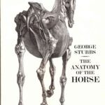 خرید و دانلود نسخه کامل کتاب The Anatomy of the Horse