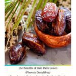 خرید و دانلود نسخه کامل کتاب The Benefits of Date Palm Leaves (Phoenix Dactylifera) From Jannah Firdaus Paradise For Body Health & Spiritual Healing