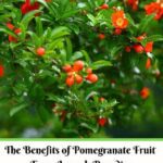 خرید و دانلود نسخه کامل کتاب The Benefits of Pomegranate Fruit from Jannah Paradise For Mental Health & Body Healing
