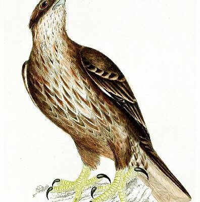 خرید و دانلود نسخه کامل کتاب The Birds of Great Britain, with their Eggs