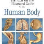 خرید و دانلود نسخه کامل کتاب The Facts On File Illustrated Guide to the Human Body: Reproductive System